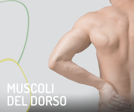 muscoli del dorso